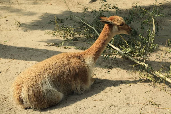 Alpaca Una Specie Addomesticata Camelide Sudamericano Sono Tenuti Mandrie Che — Foto Stock