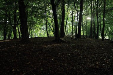 Güneş ışınları yaz yağmur Adam Mickevich Town Sanok, Polonya tarafından adlandırılan parkta sonra ağaçlar ile