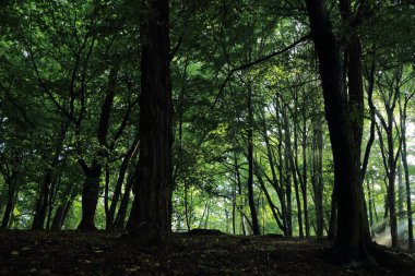 Güneş ışınları yaz yağmur Adam Mickevich Town Sanok, Polonya tarafından adlandırılan parkta sonra ağaçlar ile