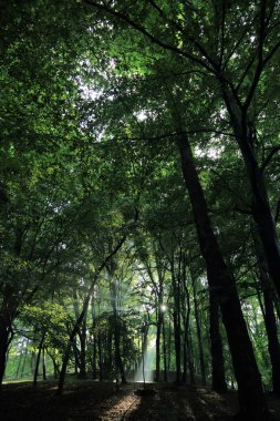 Güneş ışınları yaz yağmur Adam Mickevich Town Sanok, Polonya tarafından adlandırılan parkta sonra ağaçlar ile