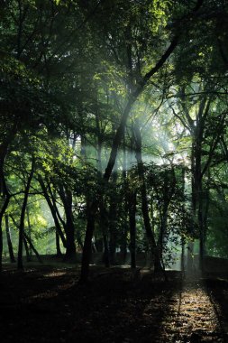 Güneş ışınları yaz yağmur Adam Mickevich Town Sanok, Polonya tarafından adlandırılan parkta sonra ağaçlar ile