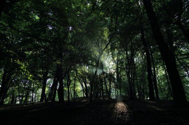Güneş ışınları yaz yağmur Adam Mickevich Town Sanok, Polonya tarafından adlandırılan parkta sonra ağaçlar ile