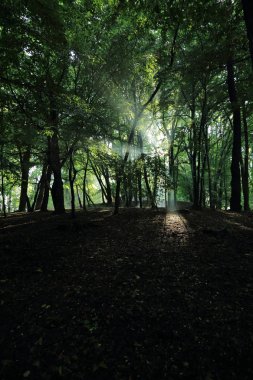 Güneş ışınları yaz yağmur Adam Mickevich Town Sanok, Polonya tarafından adlandırılan parkta sonra ağaçlar ile