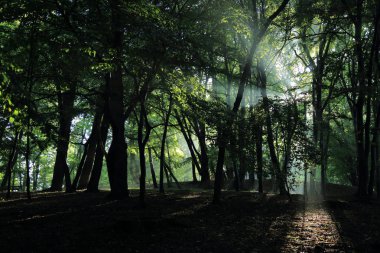 Güneş ışınları yaz yağmur Adam Mickevich Town Sanok, Polonya tarafından adlandırılan parkta sonra ağaçlar ile