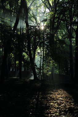 Güneş ışınları yaz yağmur Adam Mickevich Town Sanok, Polonya tarafından adlandırılan parkta sonra ağaçlar ile