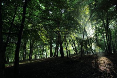 Güneş ışınları yaz yağmur Adam Mickevich Town Sanok, Polonya tarafından adlandırılan parkta sonra ağaçlar ile