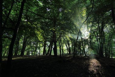 Güneş ışınları yaz yağmur Adam Mickevich Town Sanok, Polonya tarafından adlandırılan parkta sonra ağaçlar ile