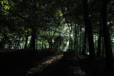 Güneş ışınları yaz yağmur Adam Mickevich Town Sanok, Polonya tarafından adlandırılan parkta sonra ağaçlar ile