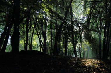 Güneş ışınları yaz yağmur Adam Mickevich Town Sanok, Polonya tarafından adlandırılan parkta sonra ağaçlar ile