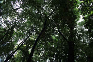 Güneş ışınları yaz yağmur Adam Mickevich Town Sanok, Polonya tarafından adlandırılan parkta sonra ağaçlar ile