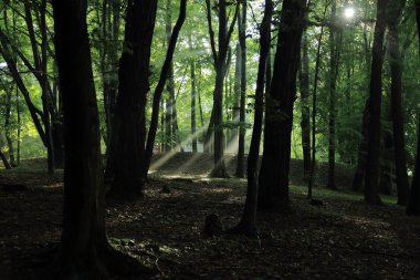 Güneş ışınları yaz yağmur Adam Mickevich Town Sanok, Polonya tarafından adlandırılan parkta sonra ağaçlar ile