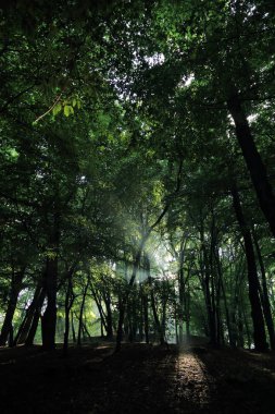 Güneş ışınları yaz yağmur Adam Mickevich Town Sanok, Polonya tarafından adlandırılan parkta sonra ağaçlar ile