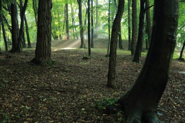 Güneş ışınları yaz yağmur Adam Mickevich Town Sanok, Polonya tarafından adlandırılan parkta sonra ağaçlar ile