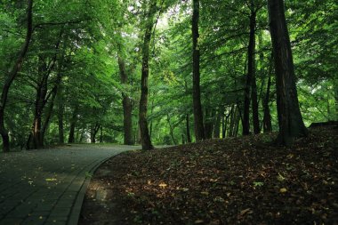 Güneş ışınları yaz yağmur Adam Mickevich Town Sanok, Polonya tarafından adlandırılan parkta sonra ağaçlar ile