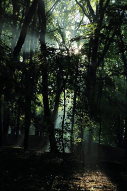 Güneş ışınları yaz yağmur Adam Mickevich Town Sanok, Polonya tarafından adlandırılan parkta sonra ağaçlar ile