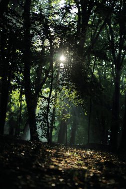 Güneş ışınları yaz yağmur Adam Mickevich Town Sanok, Polonya tarafından adlandırılan parkta sonra ağaçlar ile