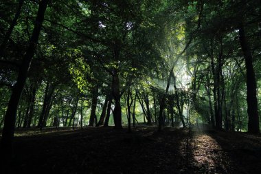 Güneş ışınları yaz yağmur Adam Mickevich Town Sanok, Polonya tarafından adlandırılan parkta sonra ağaçlar ile