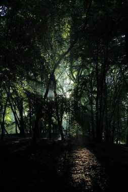 Güneş ışınları yaz yağmur Adam Mickevich Town Sanok, Polonya tarafından adlandırılan parkta sonra ağaçlar ile