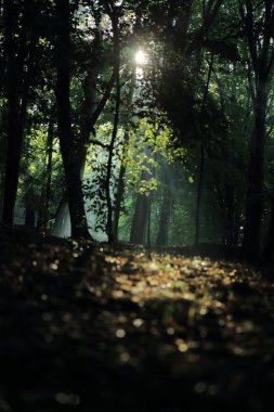 Güneş ışınları yaz yağmur Adam Mickevich Town Sanok, Polonya tarafından adlandırılan parkta sonra ağaçlar ile