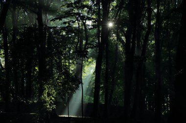 Güneş ışınları yaz yağmur Adam Mickevich Town Sanok, Polonya tarafından adlandırılan parkta sonra ağaçlar ile