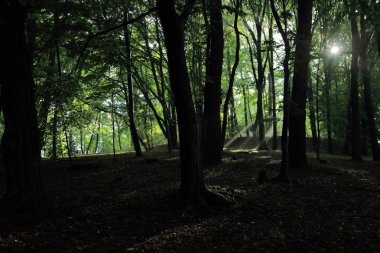 Güneş ışınları yaz yağmur Adam Mickevich Town Sanok, Polonya tarafından adlandırılan parkta sonra ağaçlar ile