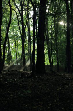 Güneş ışınları yaz yağmur Adam Mickevich Town Sanok, Polonya tarafından adlandırılan parkta sonra ağaçlar ile