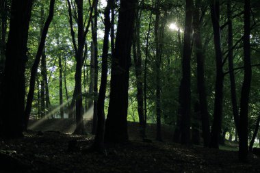 Güneş ışınları yaz yağmur Adam Mickevich Town Sanok, Polonya tarafından adlandırılan parkta sonra ağaçlar ile