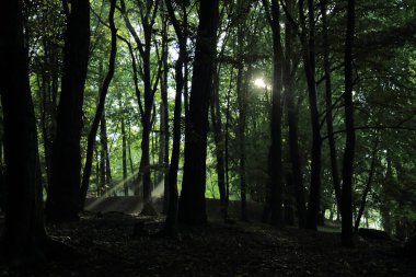 Güneş ışınları yaz yağmur Adam Mickevich Town Sanok, Polonya tarafından adlandırılan parkta sonra ağaçlar ile