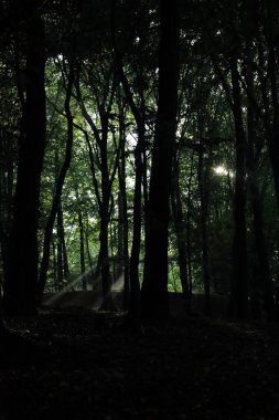 Güneş ışınları yaz yağmur Adam Mickevich Town Sanok, Polonya tarafından adlandırılan parkta sonra ağaçlar ile