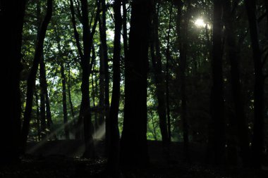 Güneş ışınları yaz yağmur Adam Mickevich Town Sanok, Polonya tarafından adlandırılan parkta sonra ağaçlar ile