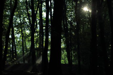 Güneş ışınları yaz yağmur Adam Mickevich Town Sanok, Polonya tarafından adlandırılan parkta sonra ağaçlar ile