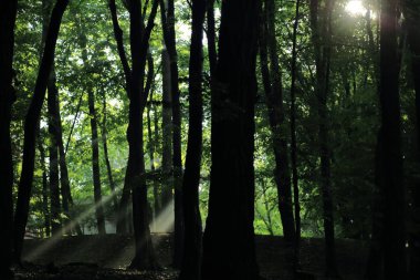 Güneş ışınları yaz yağmur Adam Mickevich Town Sanok, Polonya tarafından adlandırılan parkta sonra ağaçlar ile