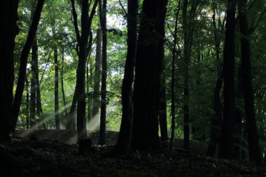 Güneş ışınları yaz yağmur Adam Mickevich Town Sanok, Polonya tarafından adlandırılan parkta sonra ağaçlar ile