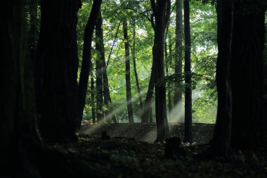 Güneş ışınları yaz yağmur Adam Mickevich Town Sanok, Polonya tarafından adlandırılan parkta sonra ağaçlar ile