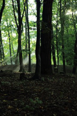 Güneş ışınları yaz yağmur Adam Mickevich Town Sanok, Polonya tarafından adlandırılan parkta sonra ağaçlar ile