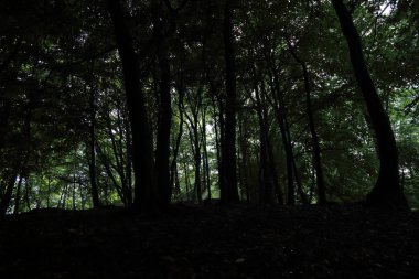 Güneş ışınları yaz yağmur Adam Mickevich Town Sanok, Polonya tarafından adlandırılan parkta sonra ağaçlar ile