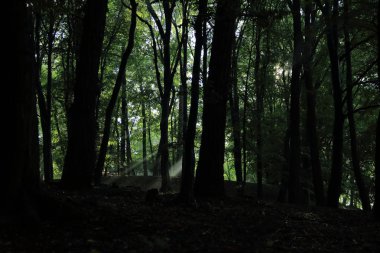 Güneş ışınları yaz yağmur Adam Mickevich Town Sanok, Polonya tarafından adlandırılan parkta sonra ağaçlar ile