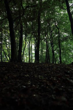 Güneş ışınları yaz yağmur Adam Mickevich Town Sanok, Polonya tarafından adlandırılan parkta sonra ağaçlar ile