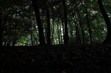 Güneş ışınları yaz yağmur Adam Mickevich Town Sanok, Polonya tarafından adlandırılan parkta sonra ağaçlar ile