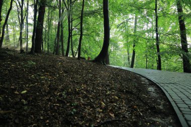 Güneş ışınları yaz yağmur Adam Mickevich Town Sanok, Polonya tarafından adlandırılan parkta sonra ağaçlar ile