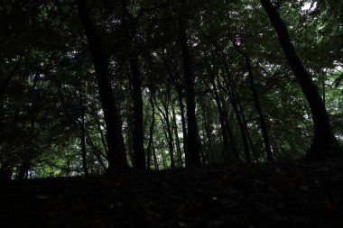 Güneş ışınları yaz yağmur Adam Mickevich Town Sanok, Polonya tarafından adlandırılan parkta sonra ağaçlar ile