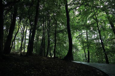 Güneş ışınları yaz yağmur Adam Mickevich Town Sanok, Polonya tarafından adlandırılan parkta sonra ağaçlar ile