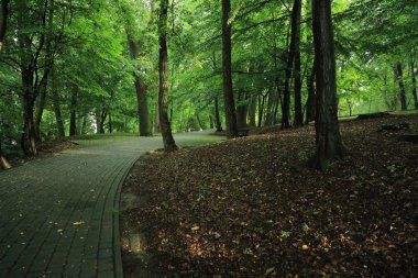 Güneş ışınları yaz yağmur Adam Mickevich Town Sanok, Polonya tarafından adlandırılan parkta sonra ağaçlar ile