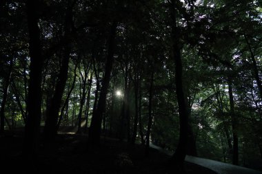 Güneş ışınları yaz yağmur Adam Mickevich Town Sanok, Polonya tarafından adlandırılan parkta sonra ağaçlar ile