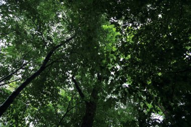 Güneş ışınları yaz yağmur Adam Mickevich Town Sanok, Polonya tarafından adlandırılan parkta sonra ağaçlar ile