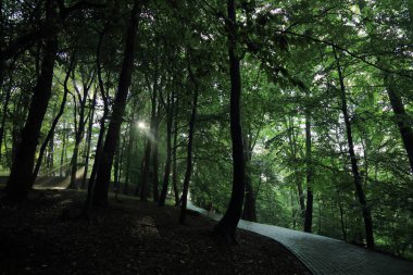 Güneş ışınları yaz yağmur Adam Mickevich Town Sanok, Polonya tarafından adlandırılan parkta sonra ağaçlar ile