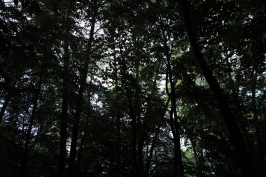 Güneş ışınları yaz yağmur Adam Mickevich Town Sanok, Polonya tarafından adlandırılan parkta sonra ağaçlar ile