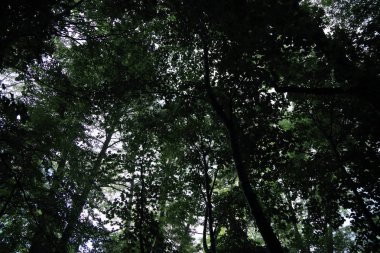 Güneş ışınları yaz yağmur Adam Mickevich Town Sanok, Polonya tarafından adlandırılan parkta sonra ağaçlar ile