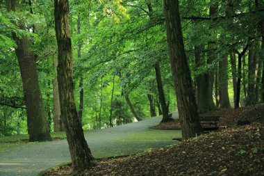 Güneş ışınları yaz yağmur Adam Mickevich Town Sanok, Polonya tarafından adlandırılan parkta sonra ağaçlar ile