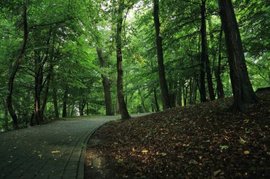 Güneş ışınları yaz yağmur Adam Mickevich Town Sanok, Polonya tarafından adlandırılan parkta sonra ağaçlar ile